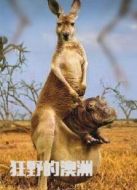 電影狂野的澳洲（微電影）海報