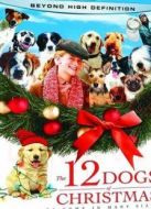 圣誕節(jié)的12只小狗