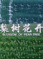梨樹花開
