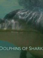 BBC自然世界：鯊魚灣的海豚