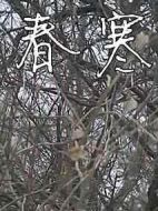 春寒
