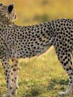 大型貓科動(dòng)物日記家族史