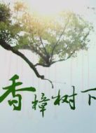 香樟樹下
