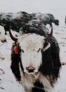 離天最近的生靈