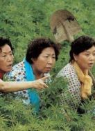 電影麻婆島海報