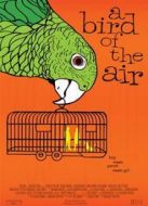 空中的飛鳥(niǎo)