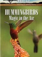 電影蜂鳥：空中舞者海報