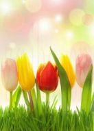 BBC：花朵的歷程劇情介紹(1-2全集)