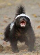 BBC：蜜獾-毀壞大師劇情介紹(1-1全集)