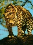 BBC：我的獵豹家族劇情介紹(1-1全集)