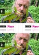 BBC：比爾·貝利的叢林英雄海報