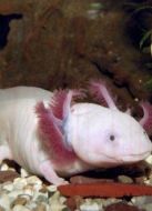 BBC：潮水潭里的隱秘生活劇情介紹(1-1全集)