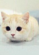 BBC：對貓的發(fā)現(xiàn)