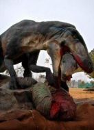 BBC：致命恐龍的真相