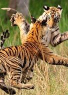 BBC：自然志劇情介紹(1-6全集)