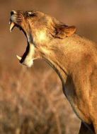 致命的動(dòng)物劇情介紹(1-8全集)