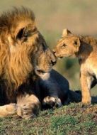 BBC：大貓日記（第六季）