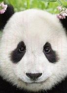 BBC：無比可愛的動物劇情介紹(1-1全集)