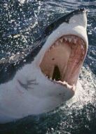 BBC：鯊魚治療法之恐怖鯊魚