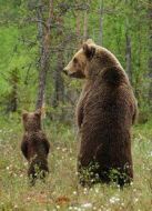 BBC：動(dòng)物超級(jí)父母劇情介紹(1-3全集)