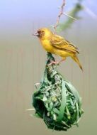 KBS：動物的建筑術