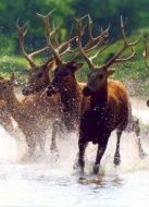 波西米亞 濕地的四季