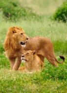 BBC：大貓家族史劇情介紹(1-3全集)