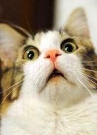 BBC：貓咪的秘密生活海報