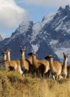 BBC：野性巴塔哥尼亞