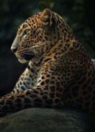 BBC：大貓日記（第七季）劇情介紹(1-3全集)