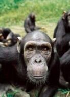 BBC：靈長動物的秘密生活