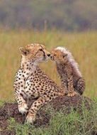 BBC:大貓日記(第五季)劇情介紹(1-3全集)