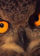 KBS：夜間的帝王，貓頭鷹劇情介紹(1-1全集)