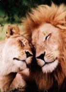 BBC：戀愛(ài)中的動(dòng)物