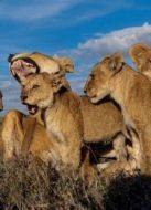 BBC：動物群追逐者