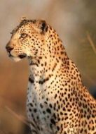 BBC：大貓日記之貝拉一家