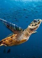 BBC：太平洋深淵劇情介紹(1-3全集)