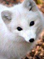 BBC：雪地動(dòng)物