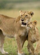 BBC：大貓日記之塔姆的故事