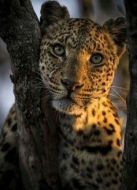 BBC：大貓日記（未剪輯版）