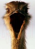 BBC：愛登堡的巨鳥海報(bào)