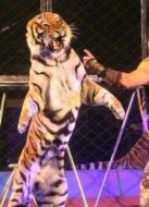 馬戲團的故事劇情介紹(1-5全集)