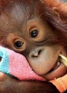 BBC：野性學(xué)校海報(bào)