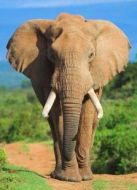 BBC：大象日記第一季劇情介紹(1-3全集)