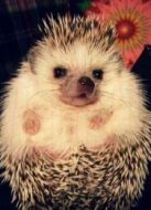 刺猬天堂劇情介紹(1-1全集)