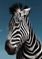 BBC：動物百事通（第二季）