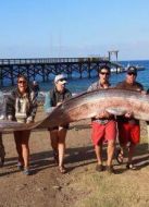 BBC：自然界怪奇事件 第四季