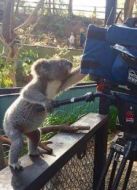 BBC：不期而至的動(dòng)物劇情介紹(1-1全集)