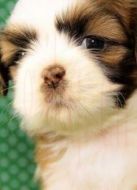 BBC：萌寵也瘋狂