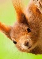 BBC：聰明的動(dòng)物